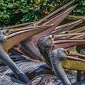 0272-pelicans