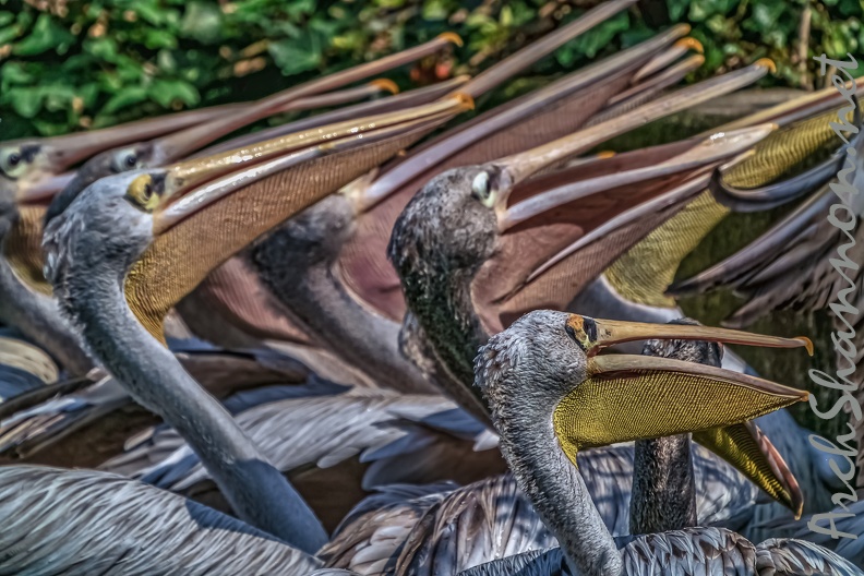0275-pelicans.jpg