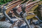 0277-pelicans