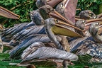 0284-pelicans