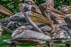 0290-pelicans