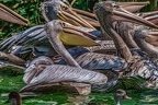 0295-pelicans
