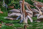 0299-pelicans
