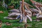 0300-pelicans