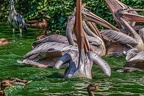 0302-pelicans
