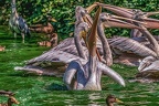 0306-pelicans