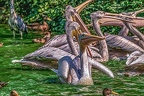 0308-pelicans