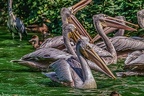 0311-pelicans