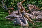 0312-pelicans