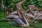 0314-pelicans