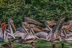 0319-pelicans