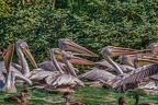 0322-pelicans