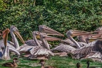 0323-pelicans