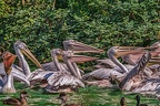 0325-pelicans