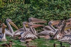 0326-pelicans