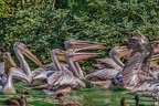 0327-pelicans