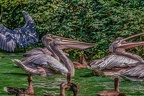 0340-pelicans