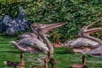0341-pelicans