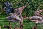 0343-pelicans