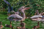 0346-pelicans