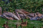 0352-pelicans