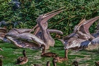 0357-pelicans