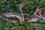 0359-pelicans