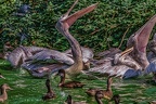 0362-pelicans