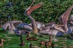 0363-pelicans
