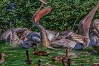 0364-pelicans