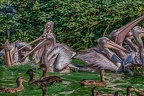 0371-pelicans