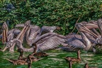 0376-pelicans