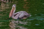 0380-pelicans