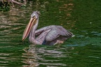 0382-pelicans