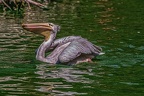 0386-pelicans
