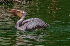 0388-pelicans