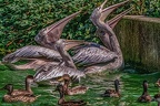 0394-pelicans