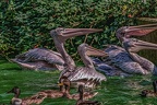 0397-pelicans
