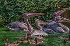 0398-pelicans
