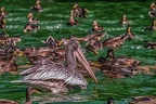 0400-pelicans