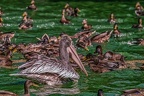 0401-pelicans
