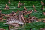 0403-pelicans