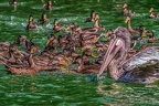 0408-pelicans