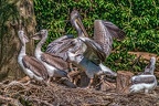 0411-pelicans
