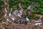 0413-pelicans