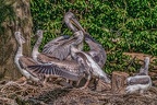 0417-pelicans