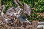 0431-pelicans