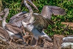 0432-pelicans