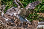 0433-pelicans