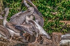 0437-pelicans